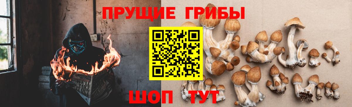 Псилоцибиновые грибы Cubensis Карталы